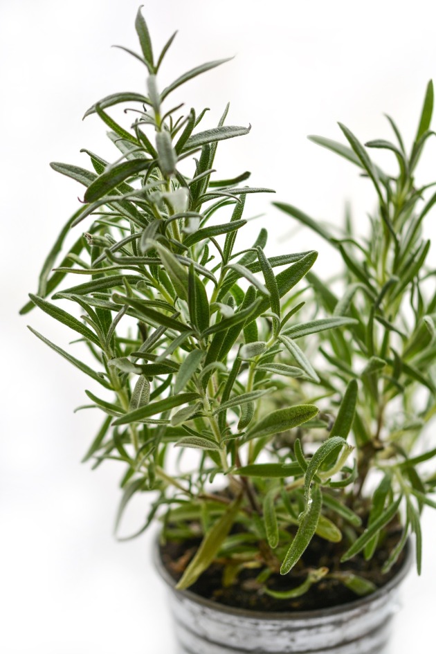 alecrim-plantas-para-horta plantas que trazem sorte