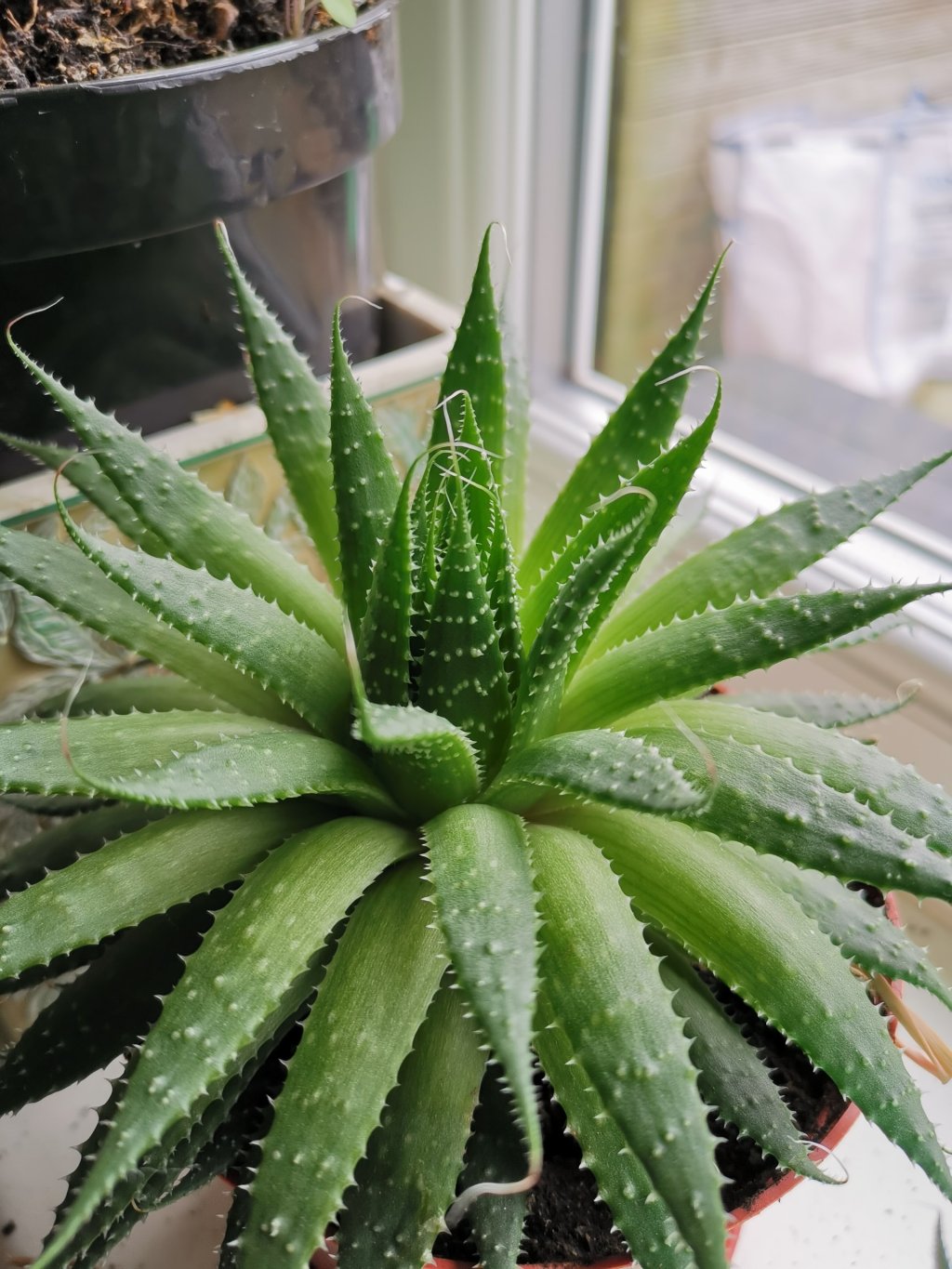 plantas para o quarto