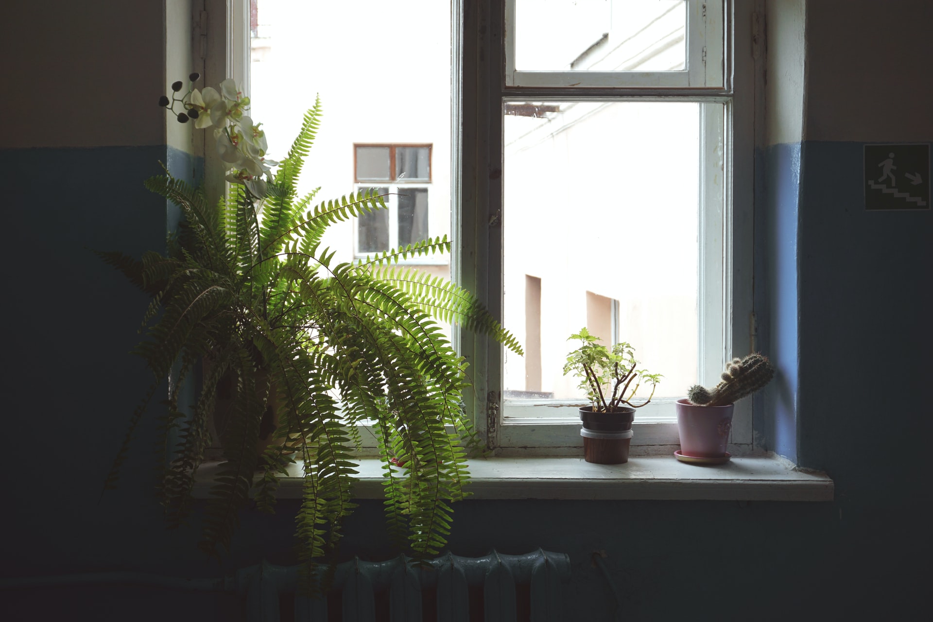 plantas para o quarto
