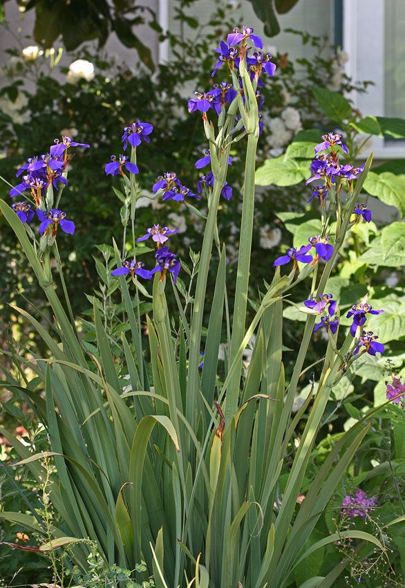 neomarica plantas varandas