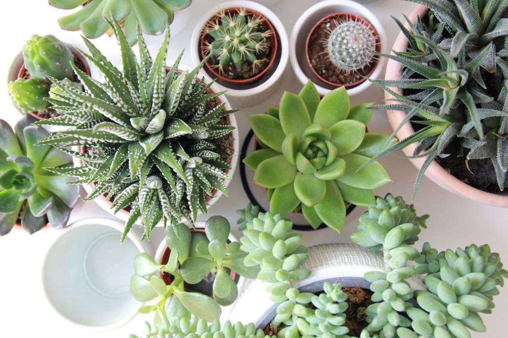 Ama suculentas? Veja dicas para cuidar desse tipo de planta!