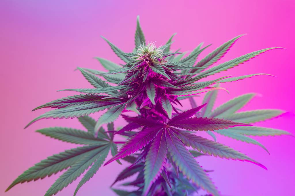 THC: substância da maconha pode trazer benefícios no uso recreativo?