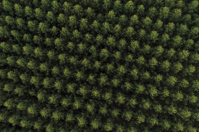 mercado de carbono &ndash; reflorestamento