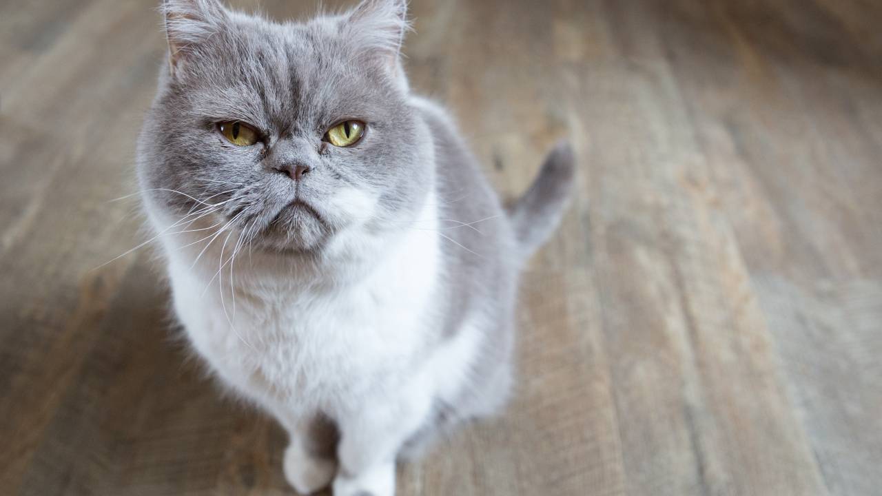 Estudo foi publicado pela revista Animal Cognition.