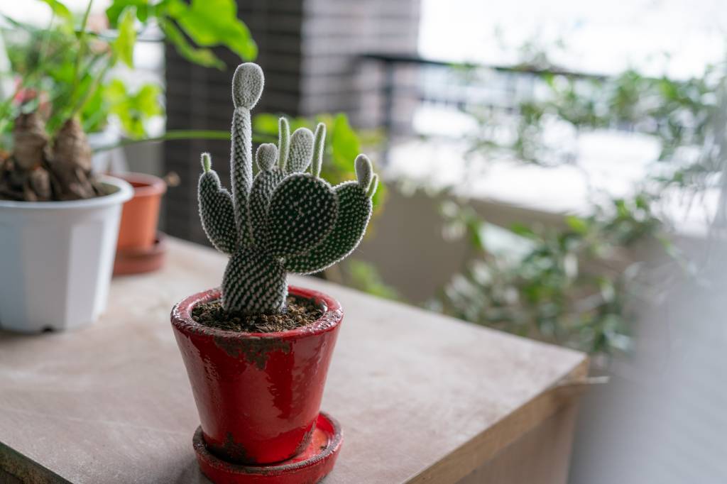 Cactos nos ajudam a impor limites dentro de casa e em nossas vidas.