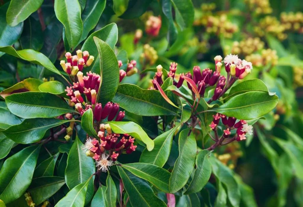 Cravo da Índia, assim como a canela, também pode ser plantado em casa.