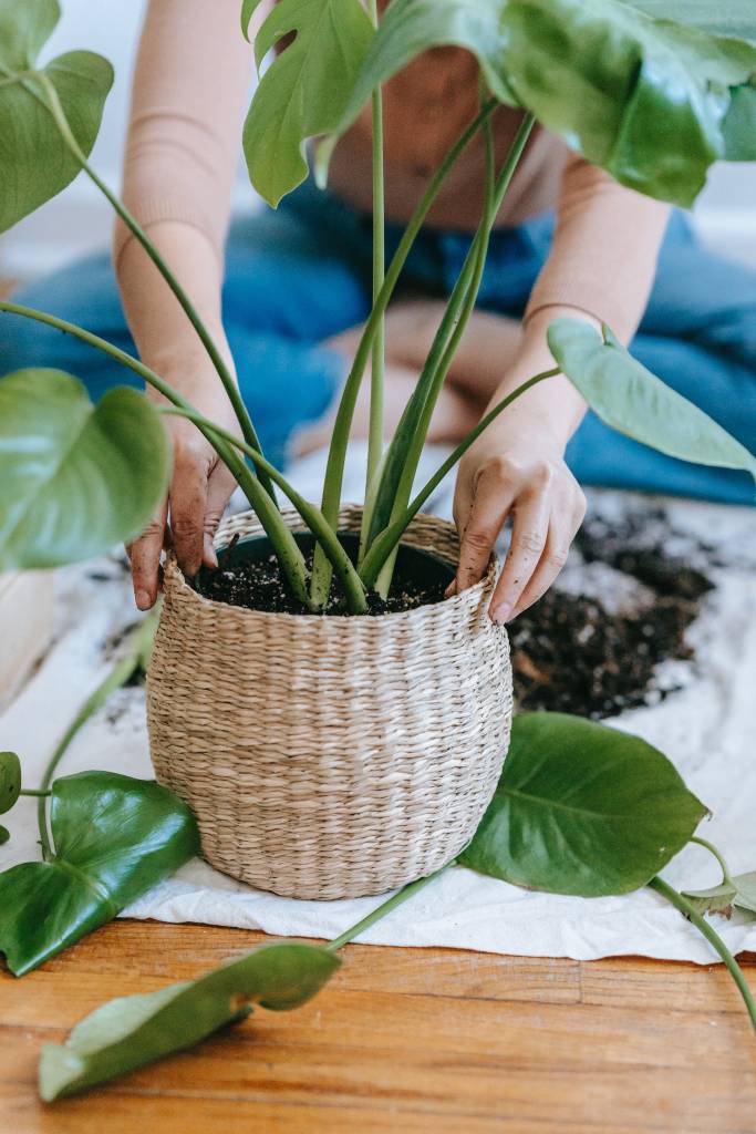 erros mais comuns no cultivo de plantas