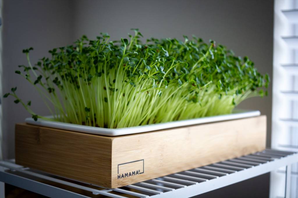 Aprenda a plantar uma horta de microverdes em casa
