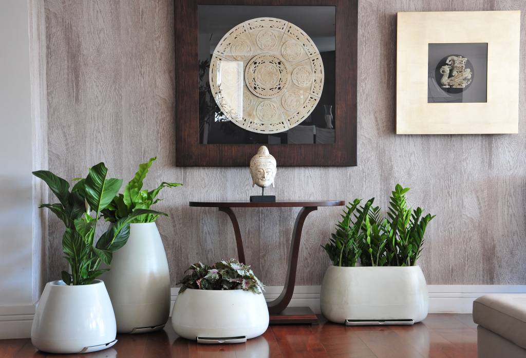 Plantas e flores para cultivar no outono e os cuidados certos na estação