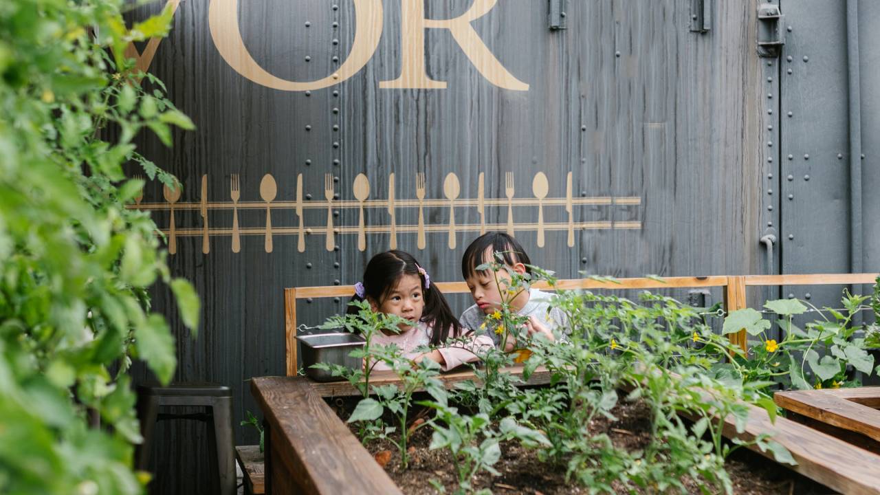 Horta de inverno: 19 espécies para cultivar na estação mais fria do ano