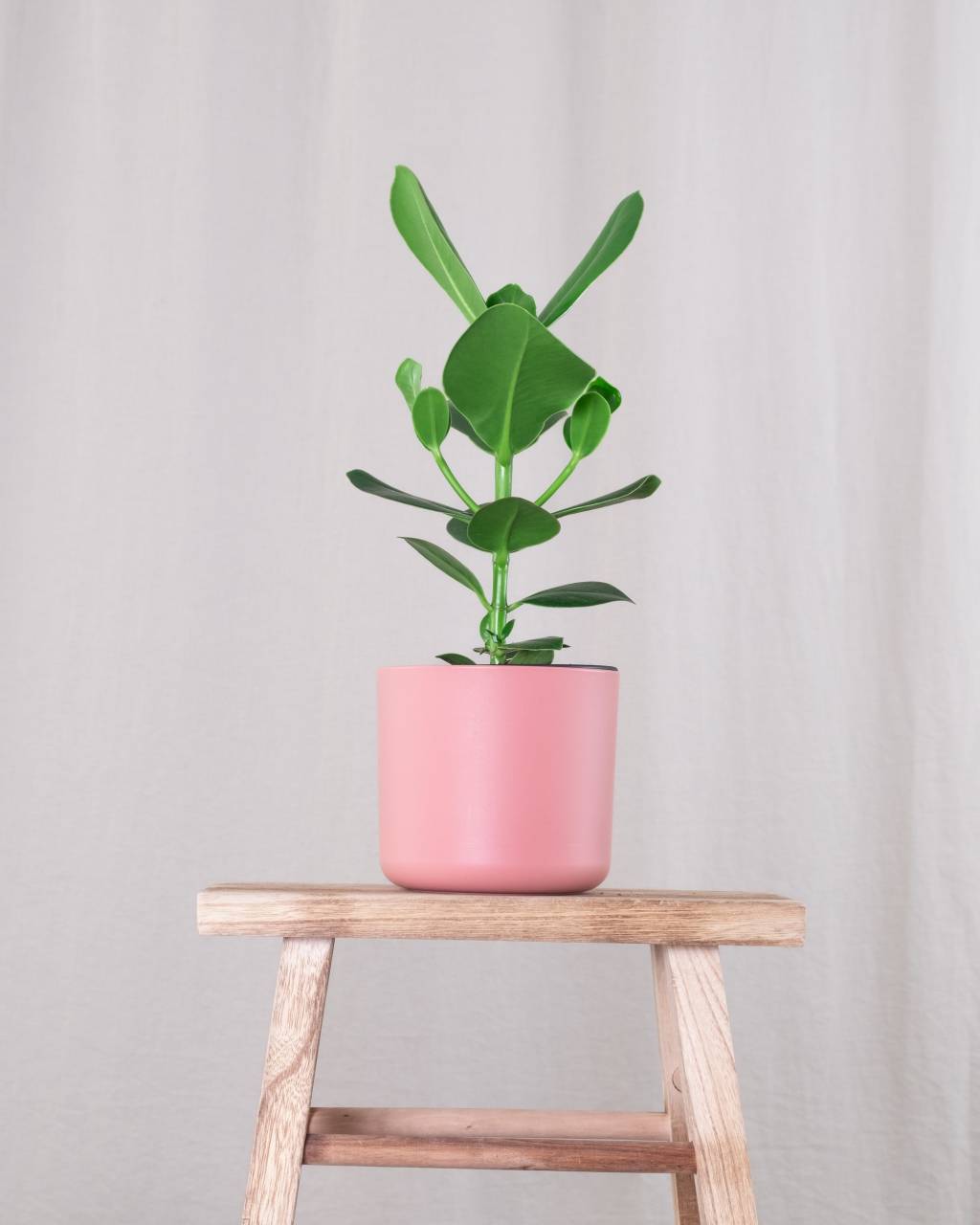 Vaso da planta clúsia Saiba como cultivar a planta clúsia