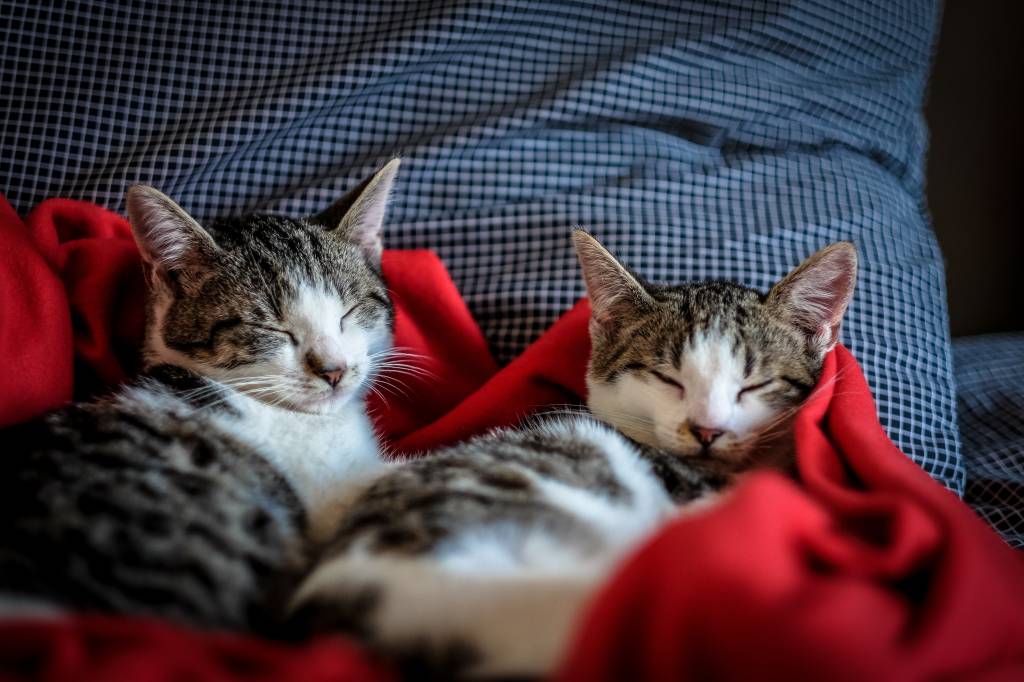 Austrália planeja ‘caça aos gatos’, com eutanásia em massa; entenda