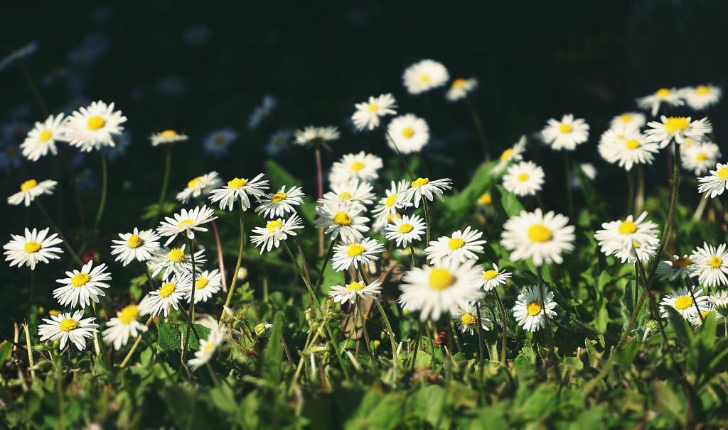 flores e hortaliças para o outono margaridas