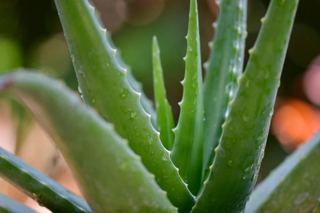 Babosa Planta Babosa