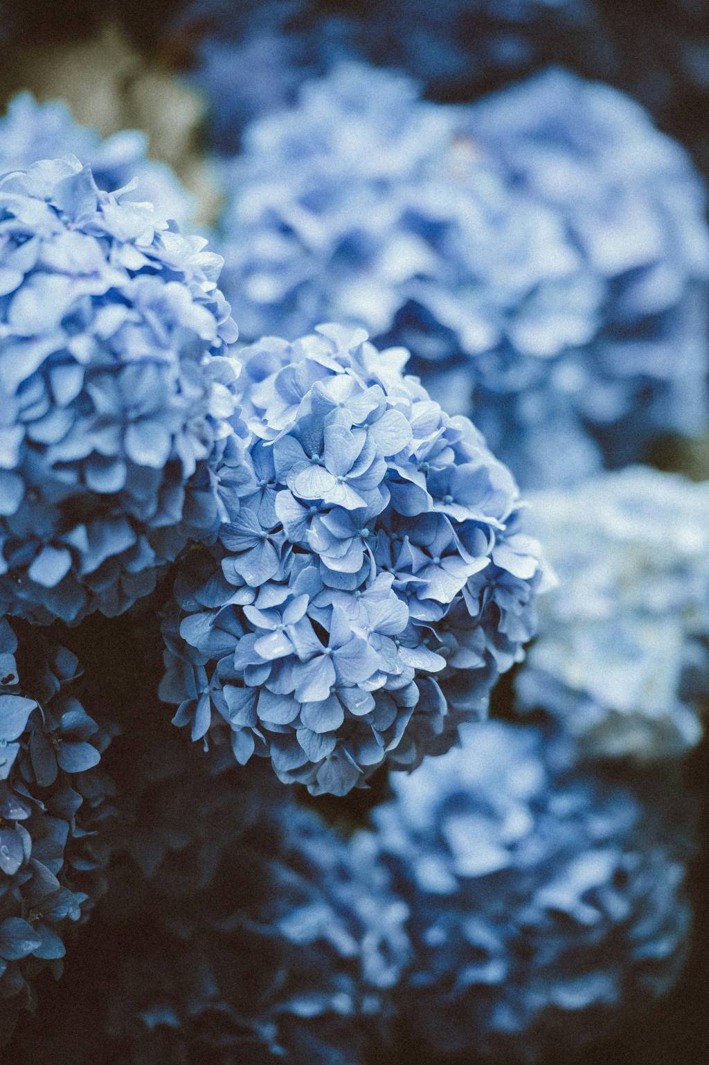 Hortência Planta Hortência