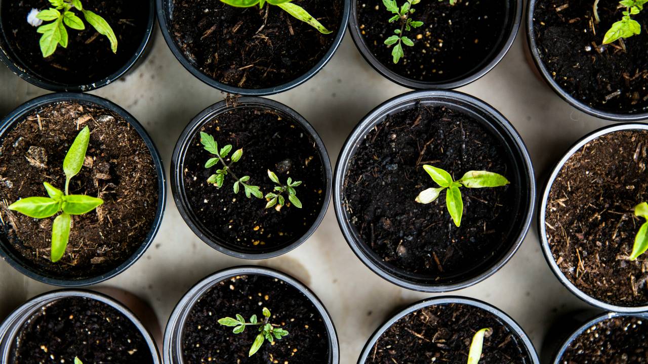Plantas de inverno