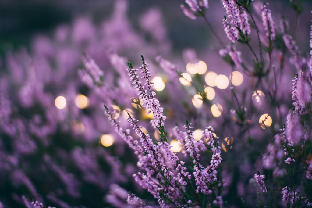 Lavanda Lavanda planta de inverno