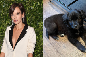 Lilly Allen devolve cachorra adotada para o abrigo