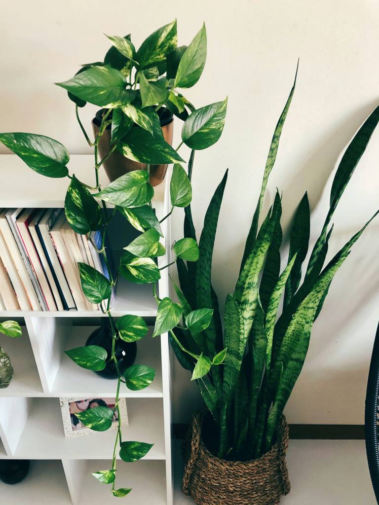 Conheça plantas que podem melhorar a qualidade do ar na sua casa