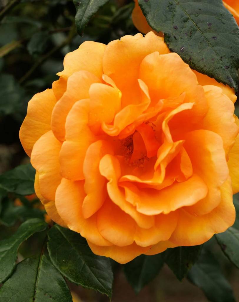 begonia Begônia