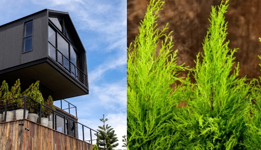 Tuia-holandesa: como cuidar dessa planta e ter um jardim perfeito