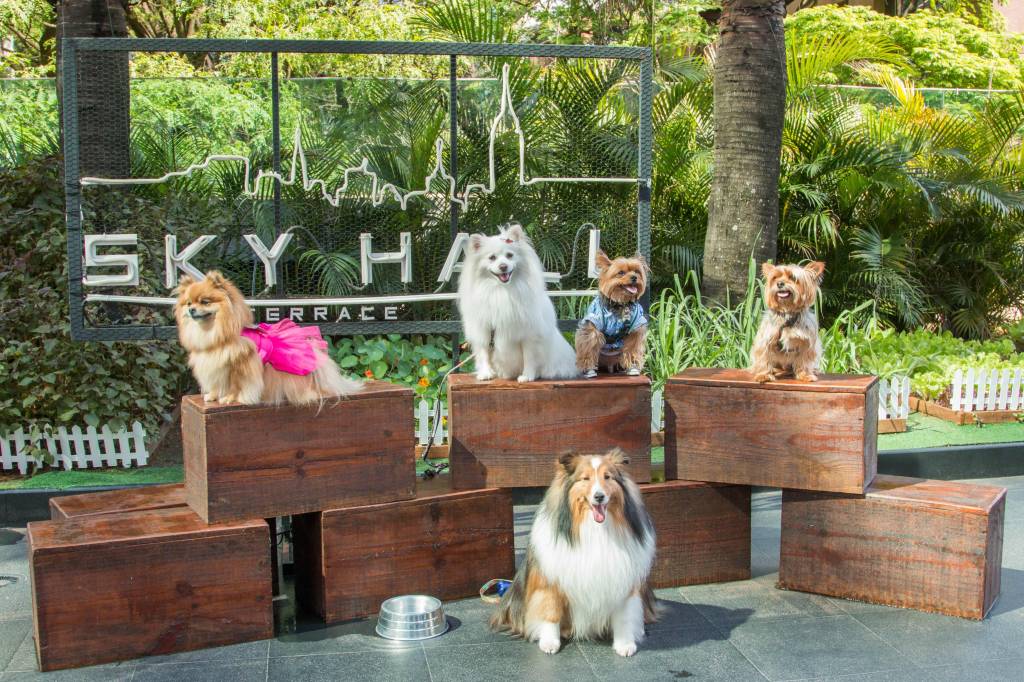 Sky Hall Terrace Bar oferece amplo espaço e até Pet Brunch para os cães