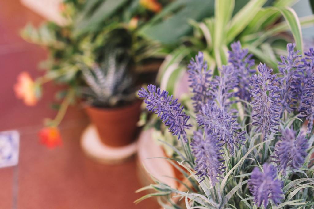planta-jardim-varanda-apartamento-lavanda Lavanda traz aroma e até pode atrair borboletas para sua varanda de apartamento