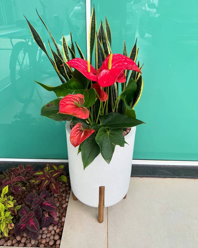 plantas-jardim-varanda-apartamento-anturio Antúrios embelezam o jardim da varanda, mas são tóxicos para animais e crianças