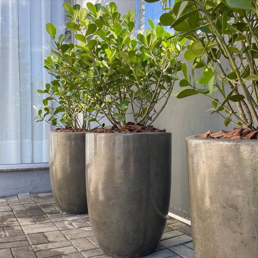 plantas-jardim-varanda-apartamento-clusia (1) Clusia pode ficar em vasos na varanda