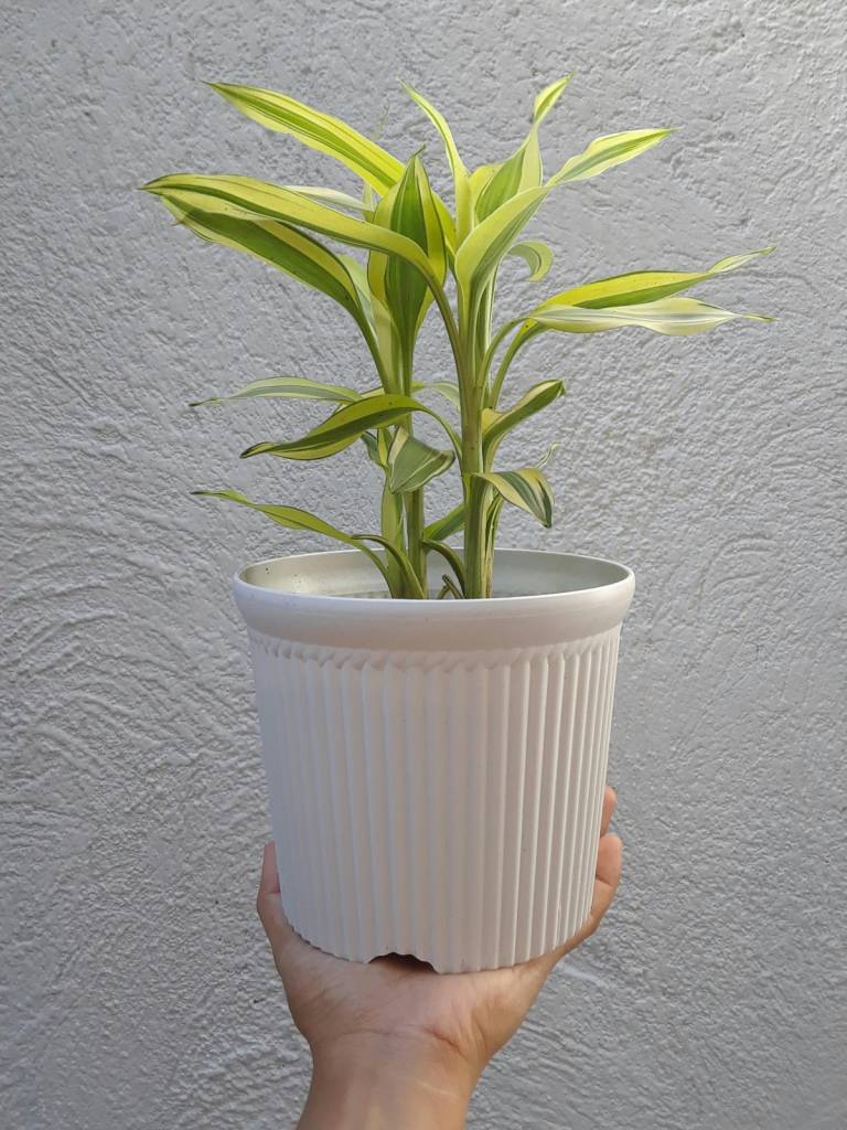 plantas-jardim-varanda-apartamento-dracena-fragrans A Dracena Fragrans também é conhecida como pau d'água