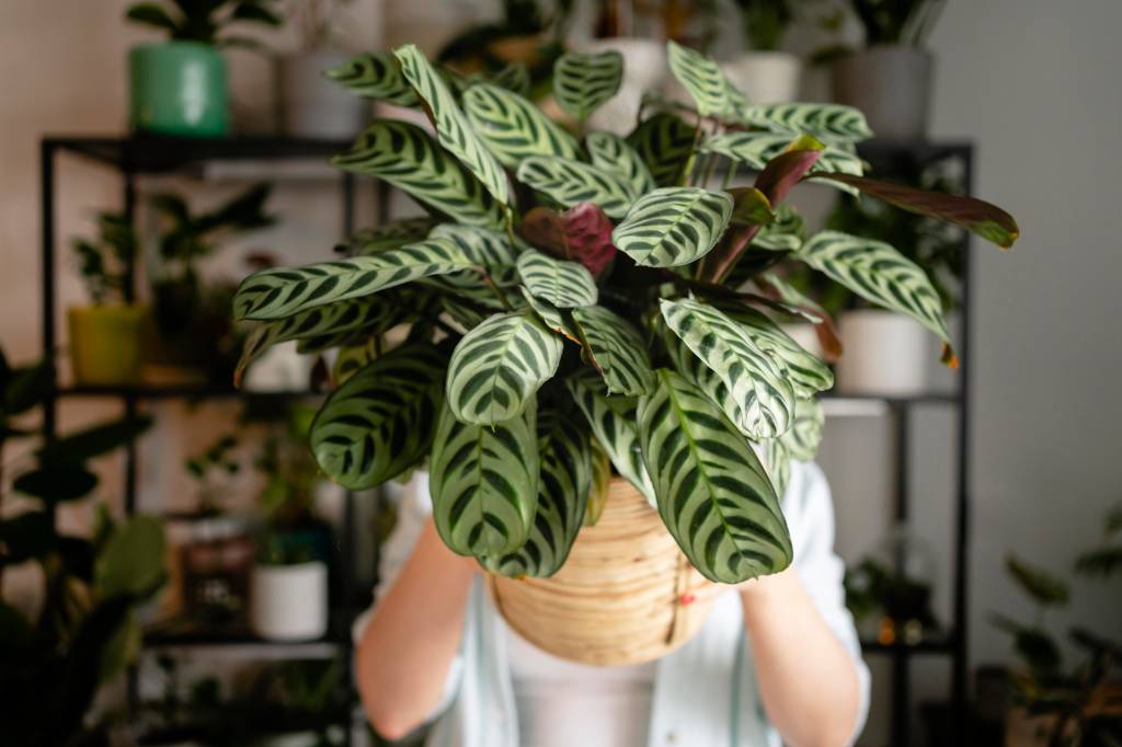 5 erros que matam suas plantas no inverno (e como evitar)