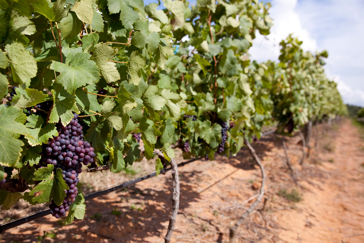 Uvas prontas para serem colhidas para a fabrica&ccedil;&atilde;o do vinho na Vin&iacute;cola Guaspari, no interior de SP