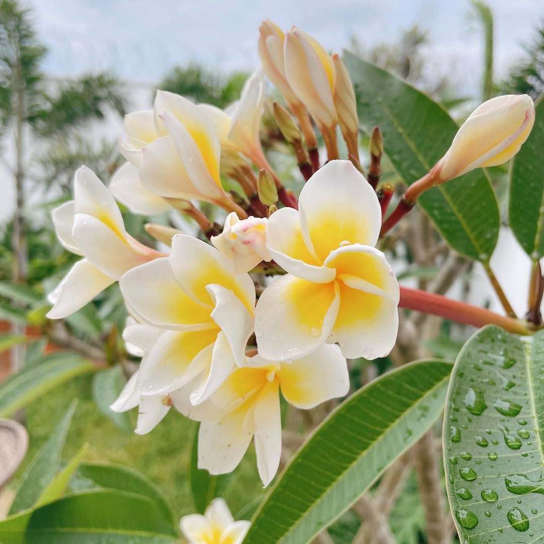 Flores para apartamento