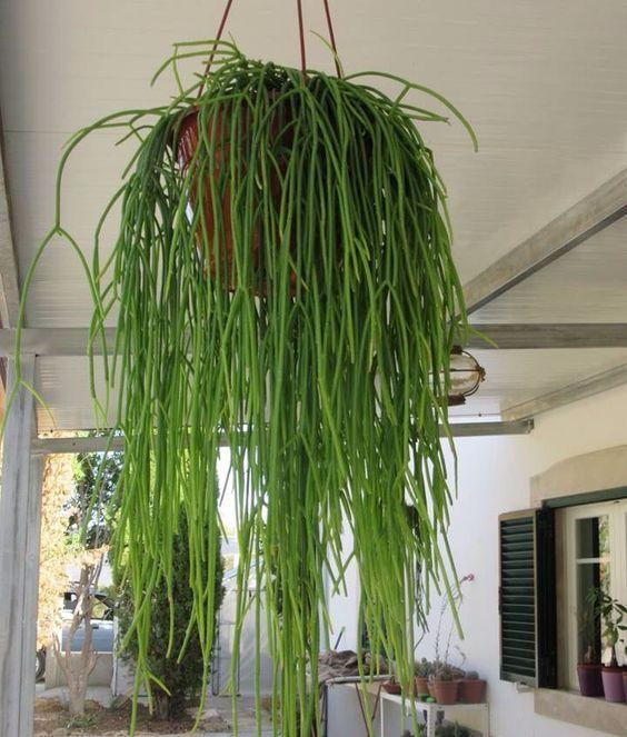 A planta ripsalis tem efeito cascata