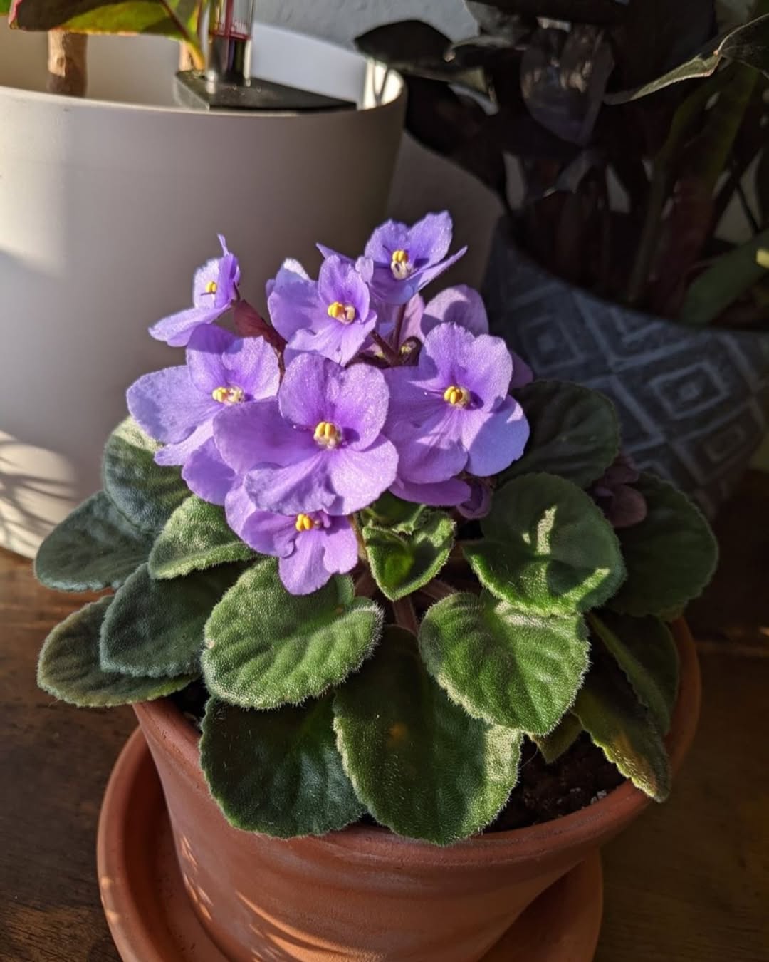 Flor violeta precisa de pouca luz