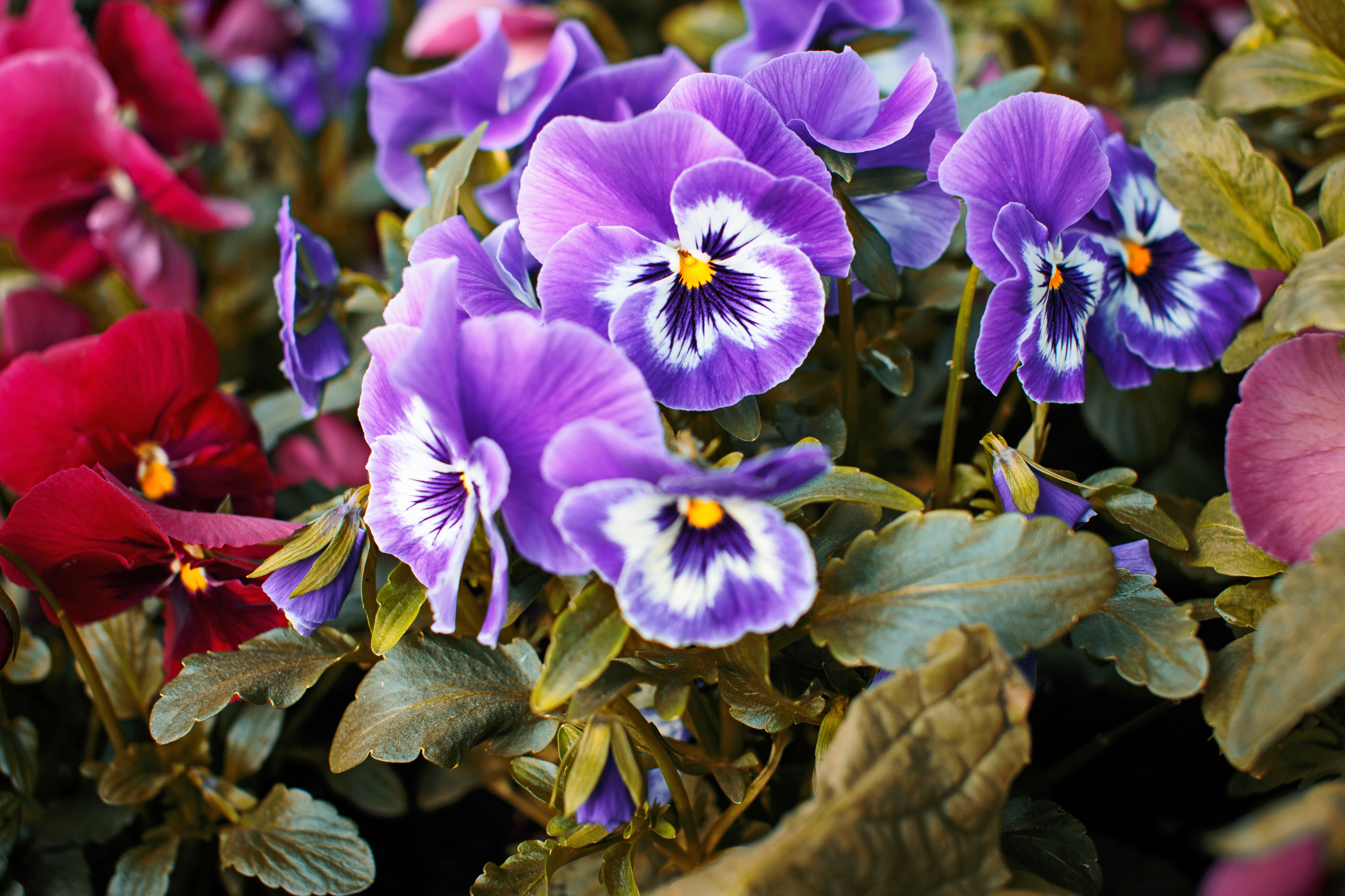 Flores para cultivar na primavera
