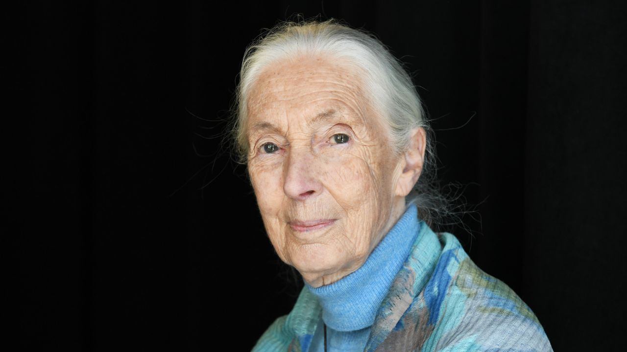 Jane Goodall mudou a ciência ao enxergar humanidade nos chimpanzés.