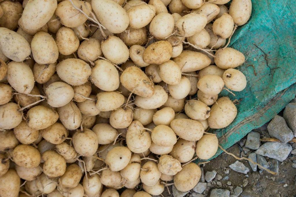 Como preparar o “ariá”, alimento amazônico que chamou atenção na COP30