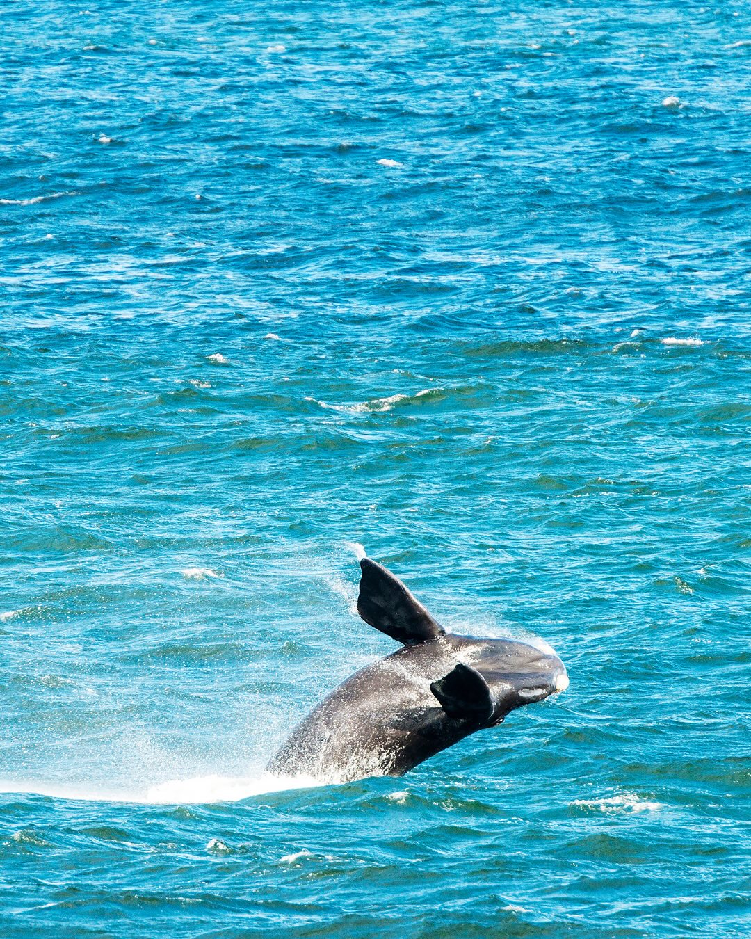 Imagem de baleia nadando no litoral brasileiro