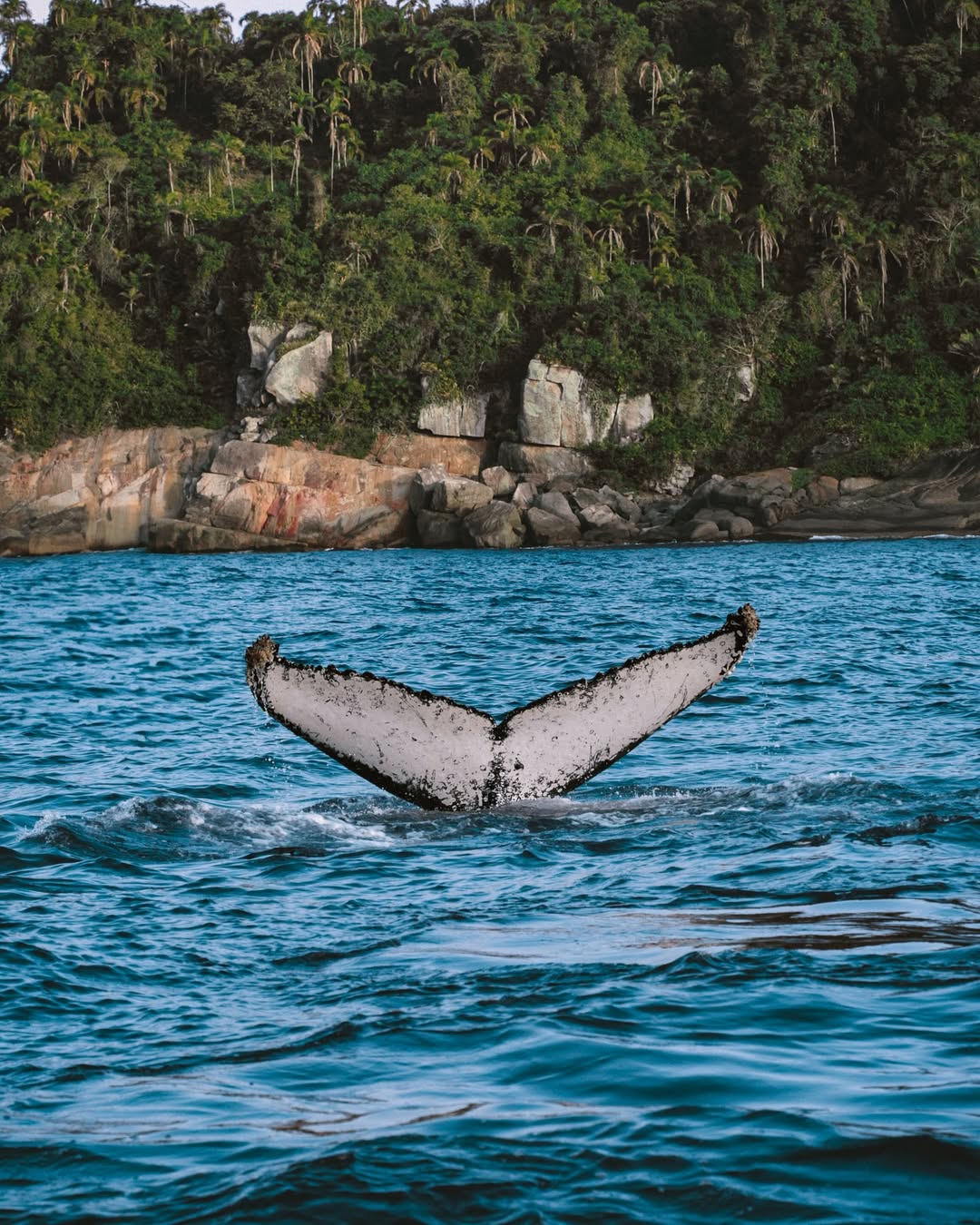 Imagem de baleia nadando no litoral brasileiro
