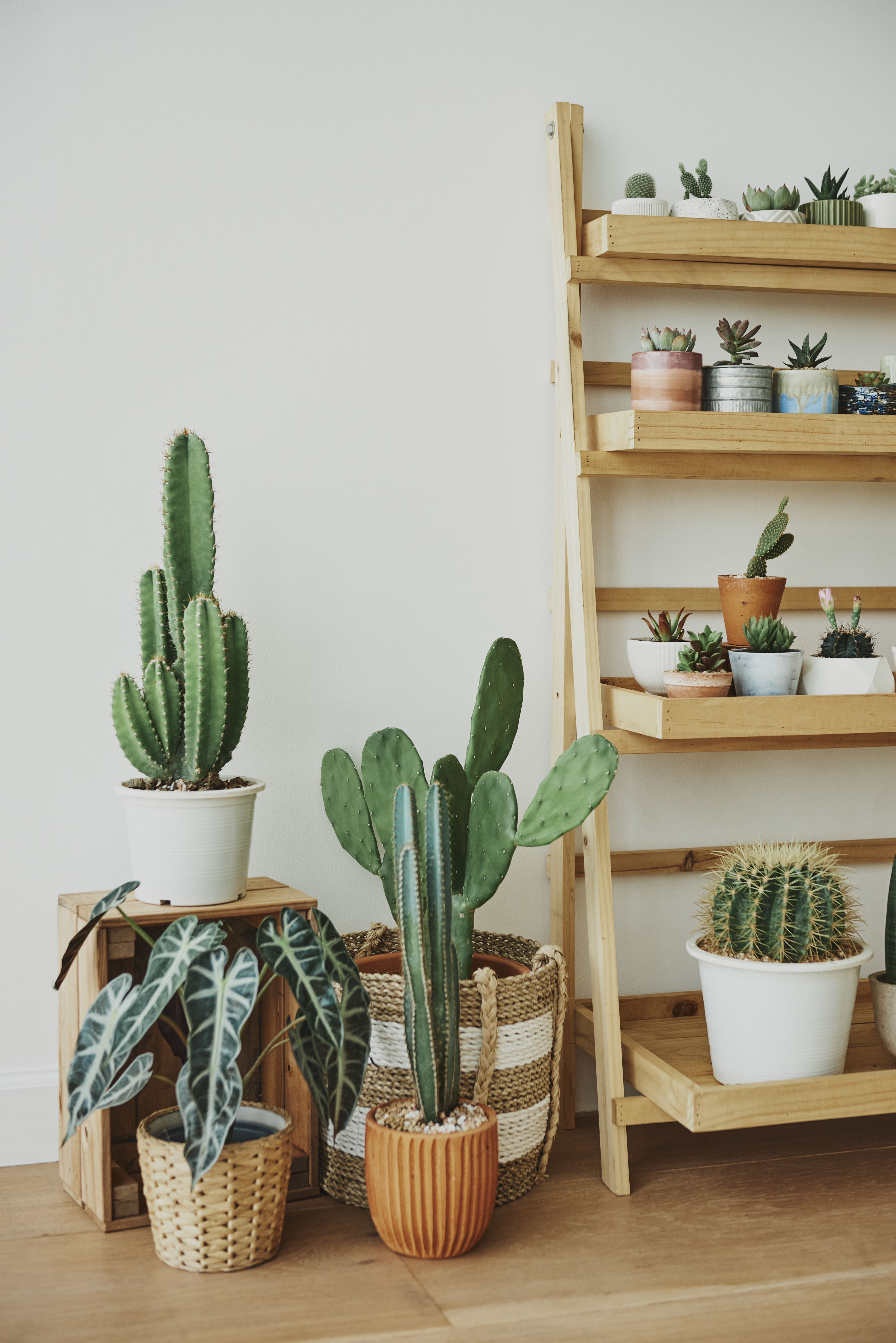 Foto de um cantinho da sala com uma estante repleta de cactos