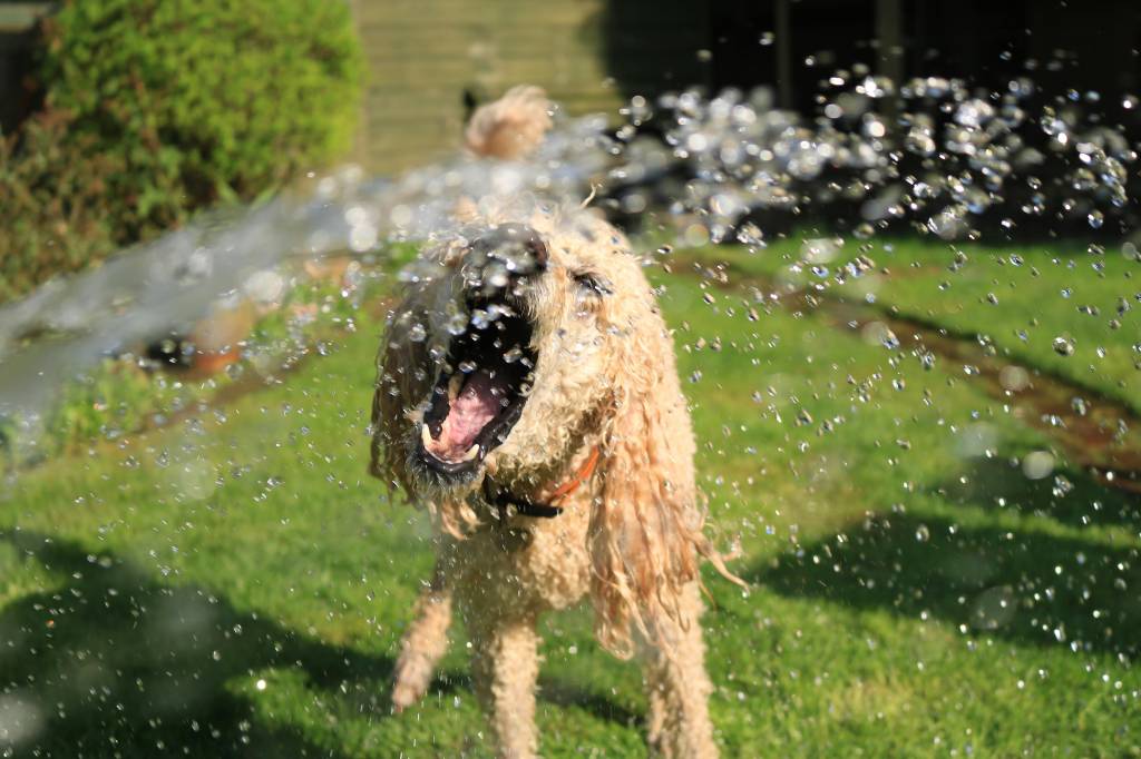 5 jeitos simples de aliviar o calor dos pets nos dias quentes