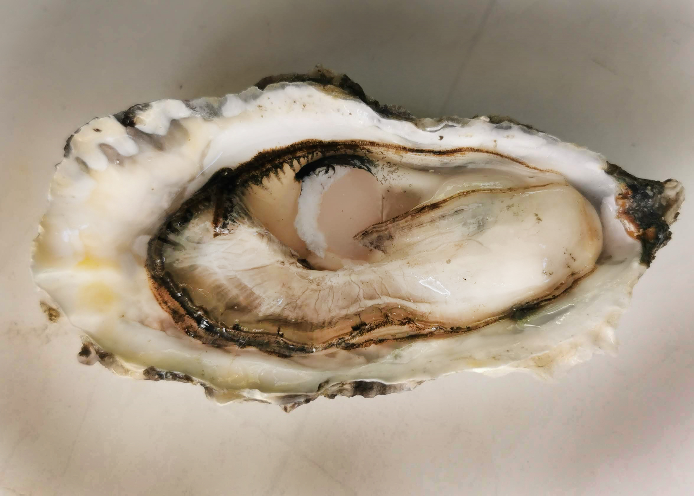 Onde comer ostras em S&atilde;o Paulo