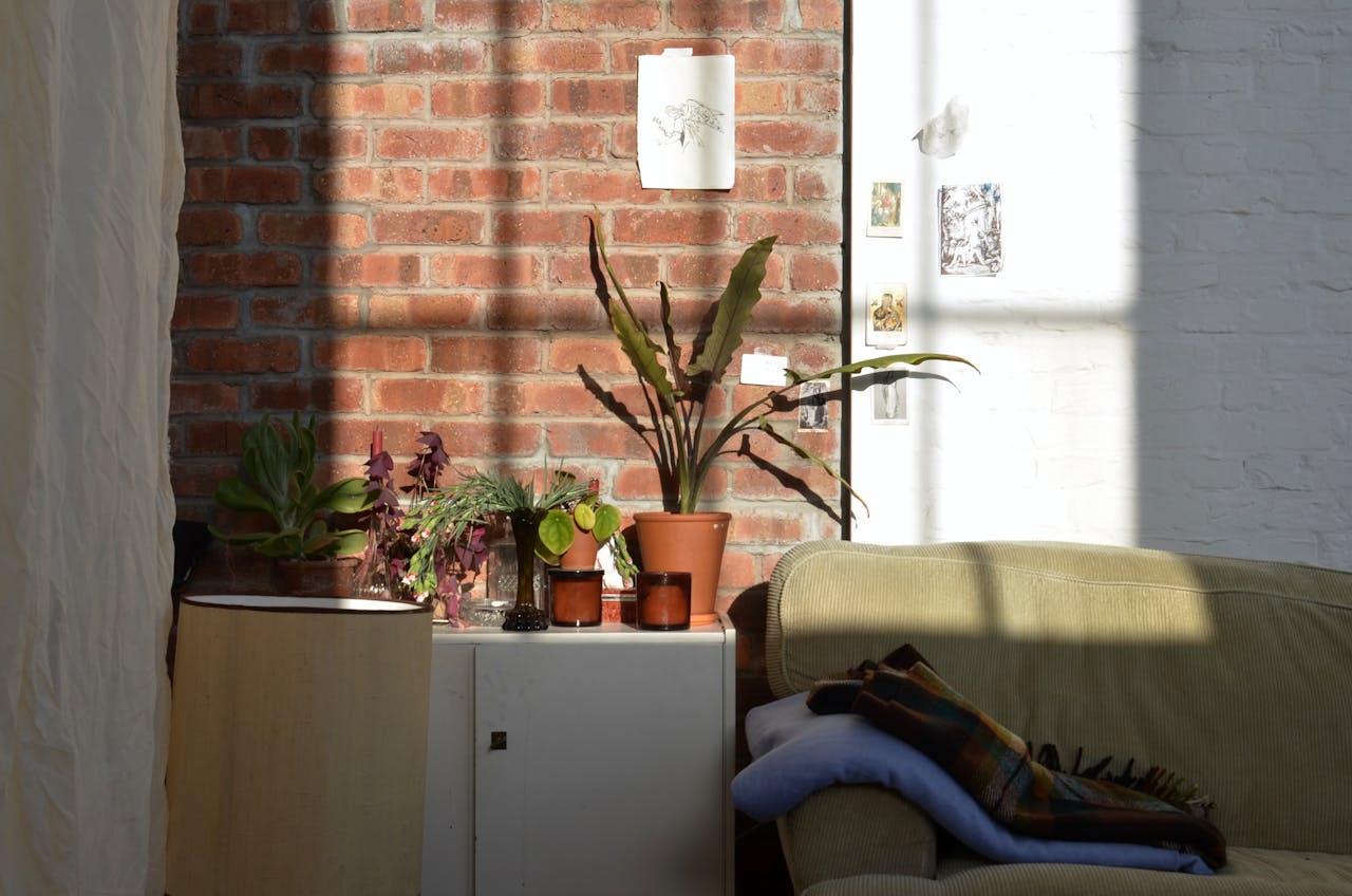 Como cuidar de plantas no ver&atilde;o