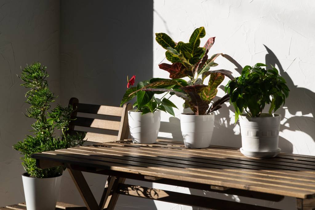 Plantas resistentes para varanda de apartamento (ideais para quem esquece de regar)