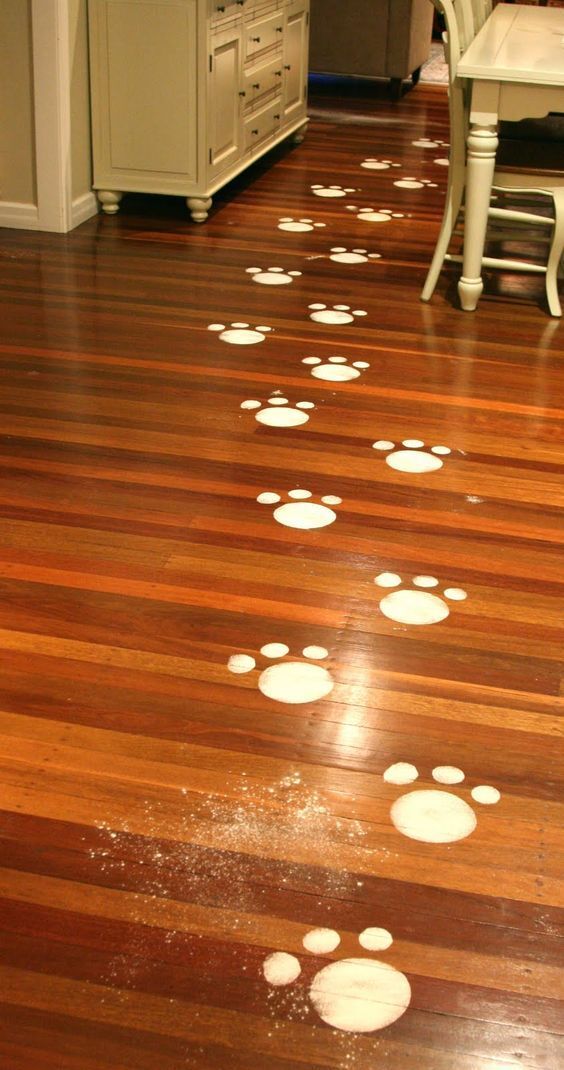Pegadas brancas em formato de coelho espalhadas pelo ch&atilde;o de madeira dentro de casa, criando um caminho l&uacute;dico para uma ca&ccedil;a aos ovos.
