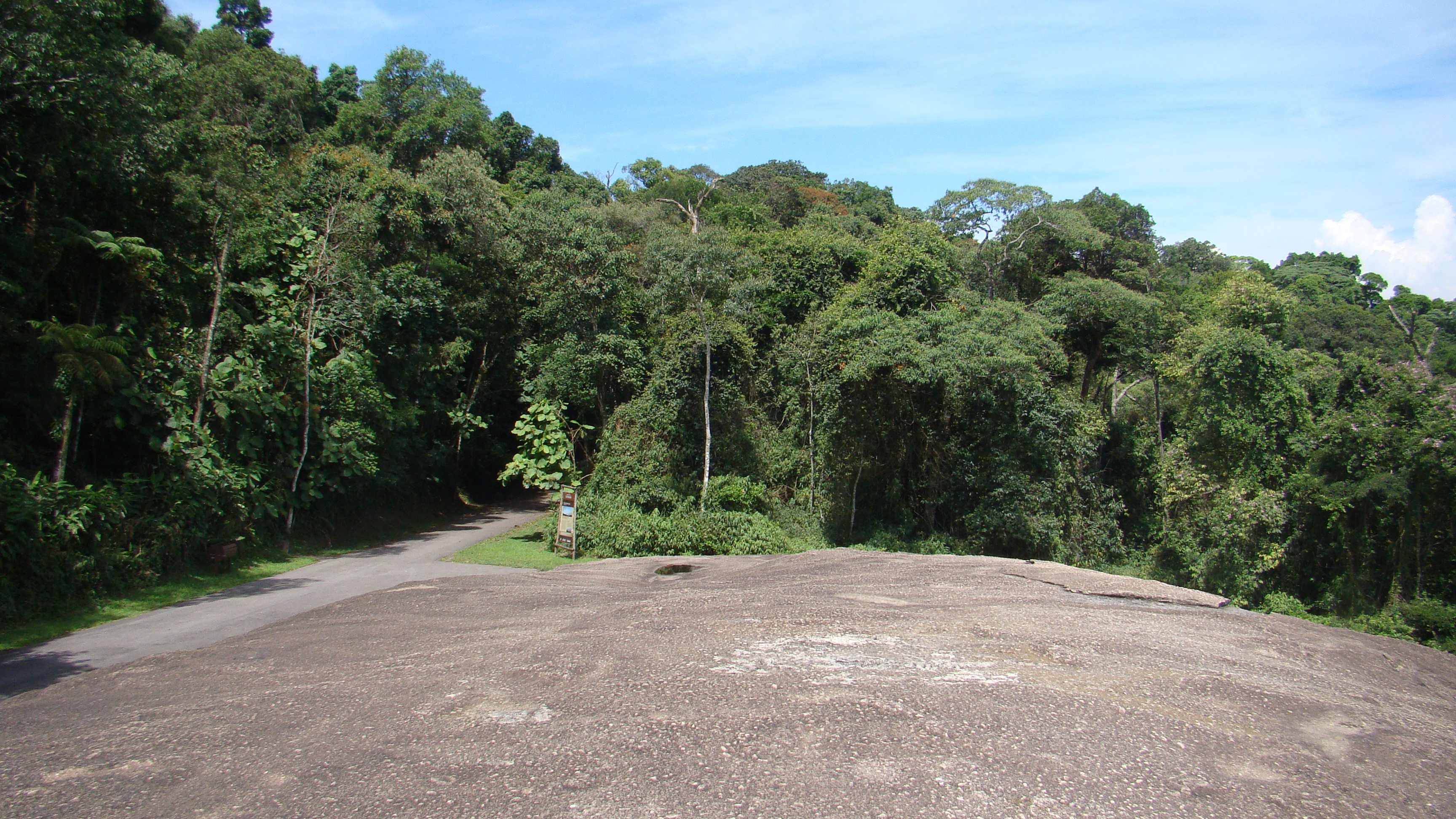 Estrada asfaltada cercada por mata densa no Parque Estadual do Horto Florestal, caminho para o Mirante da Pedra Grande, trilha f&aacute;cil para iniciantes em S&atilde;o Paulo