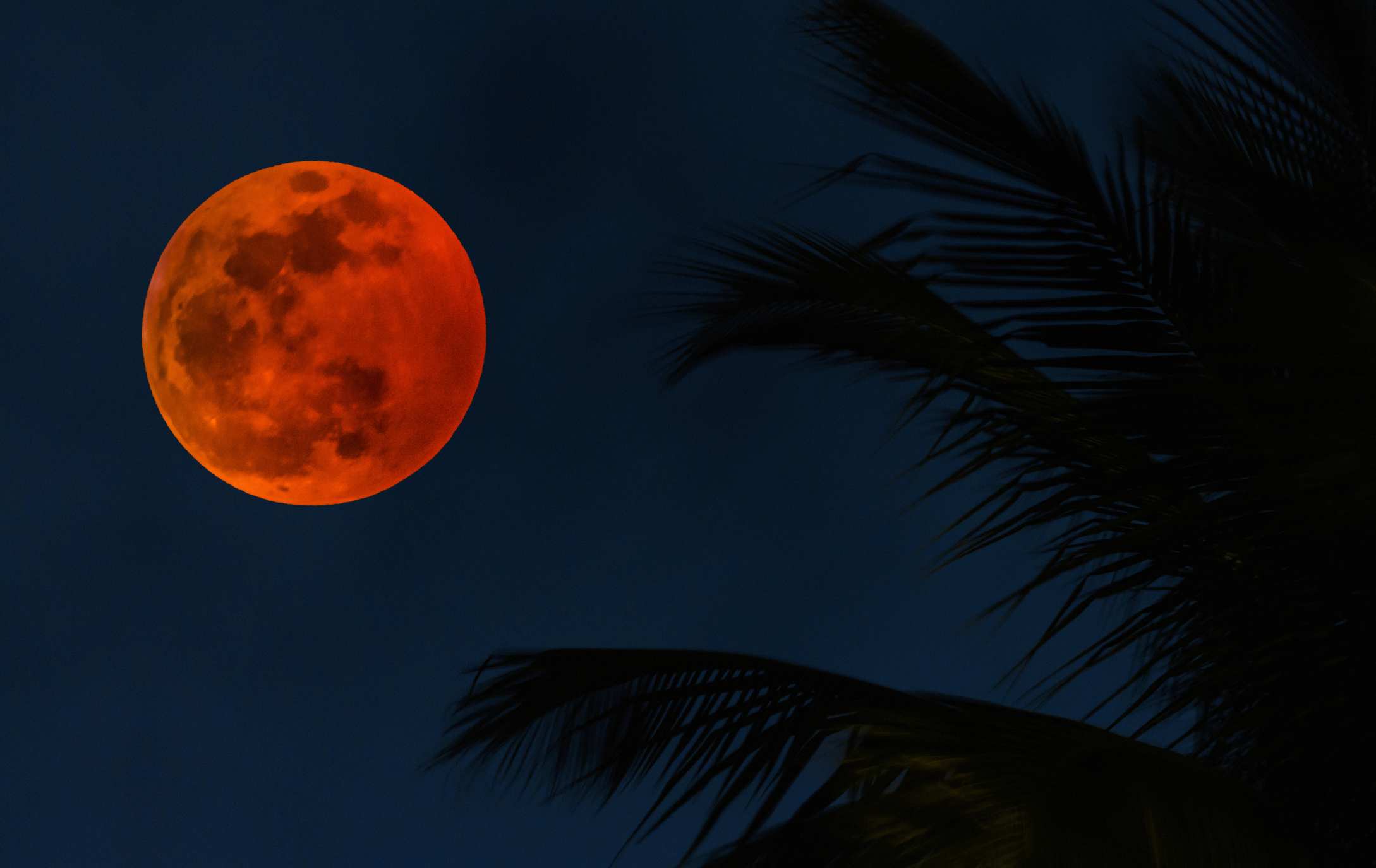 Lua cheia em tom alaranjado intenso, com crateras visíveis, no canto esquerdo de um céu noturno azul escuro. À direita, silhuetas escuras de folhas de palmeira se estendem diagonalmente, criando um contraste com a lua brilhante