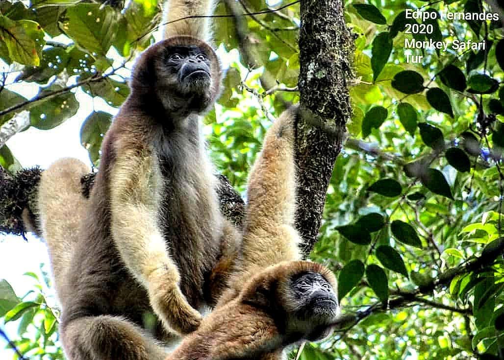 Dois macacos-aranha de pelagem marrom-clara e escura, com rostos pretos, em uma &aacute;rvore frondosa. Um est&aacute; sentado, olhando para cima, e o outro est&aacute; pendurado, tamb&eacute;m olhando para cima, com folhagem verde ao fundo
