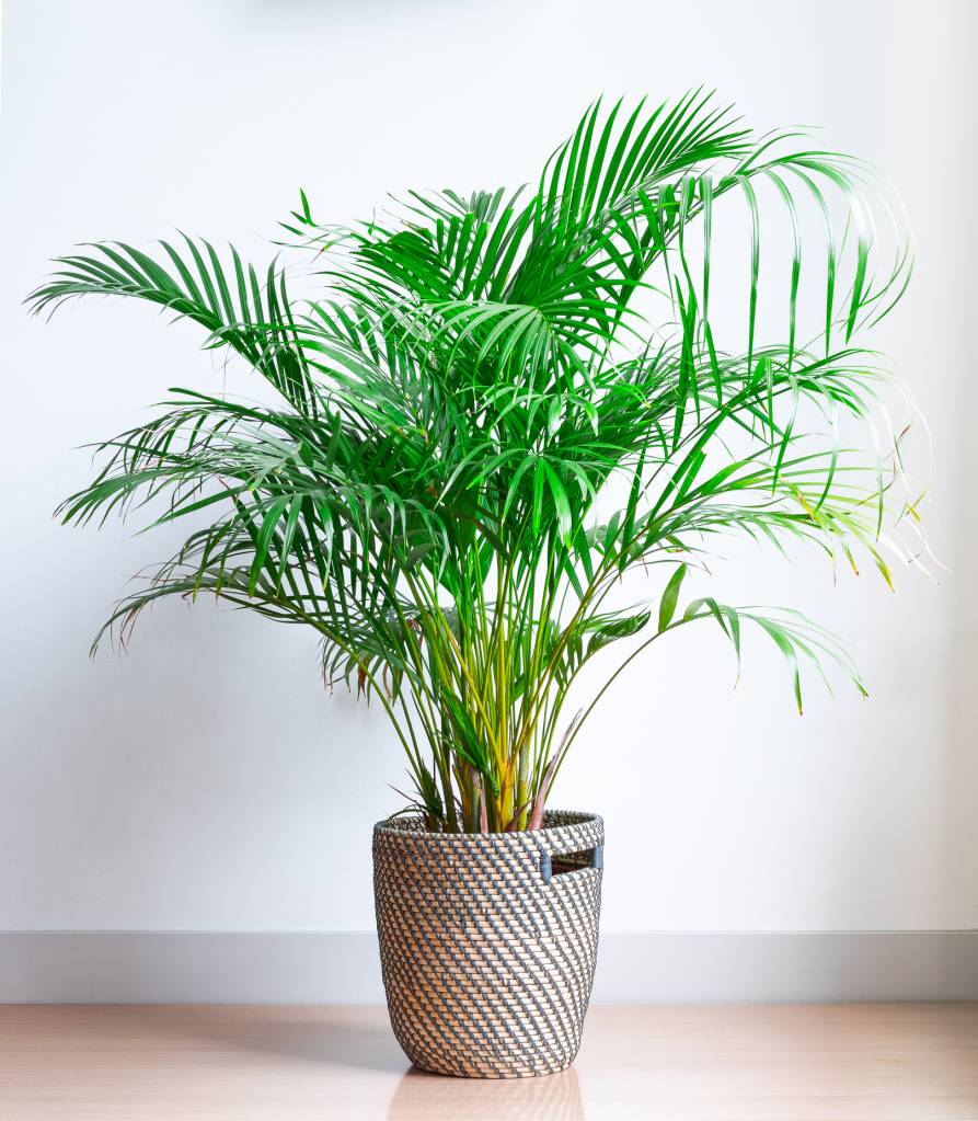 Planta areca exuberante com folhas verdes vibrantes, em um vaso de palha tran&ccedil;ada cinza e bege, sobre um piso de madeira clara e fundo branco